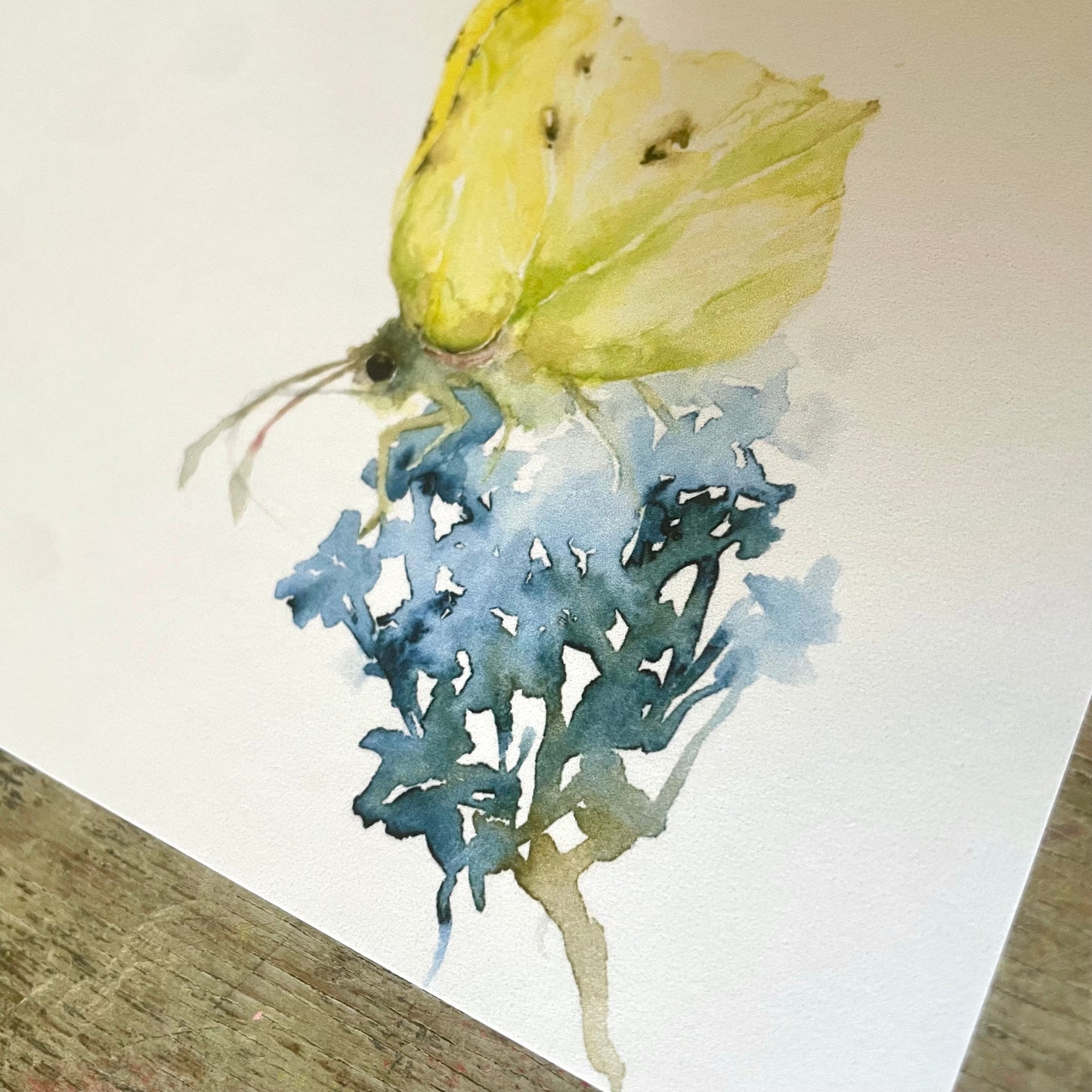 Zitronenfalter, Aquarell Postkarte// Catherina Türk