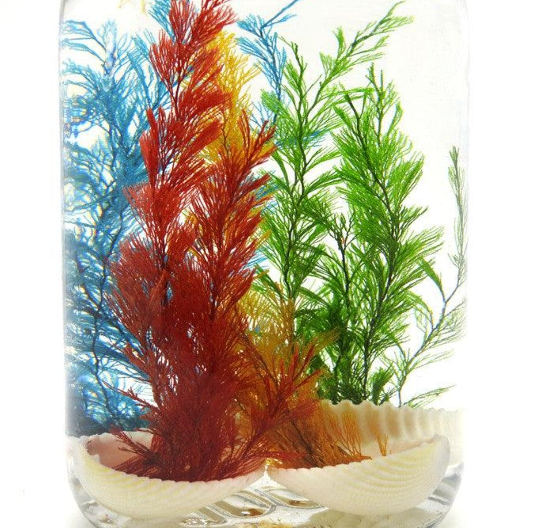 Super Wunder Muschel // Unterwasserwelt