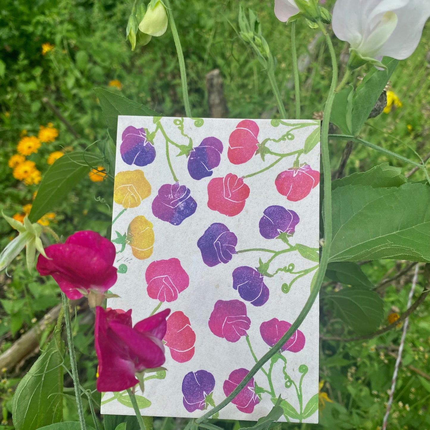 kuki Postkarte "Sommerblumen Duftwicken"