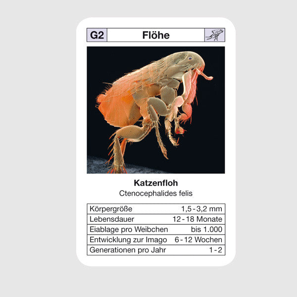 Quartett // Ungeziefer