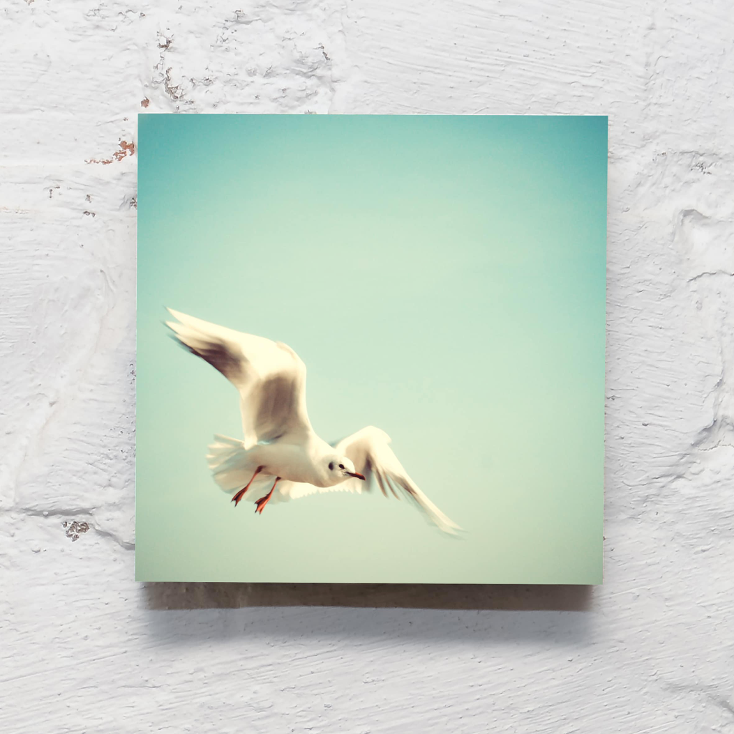 Möwe // kila Photography