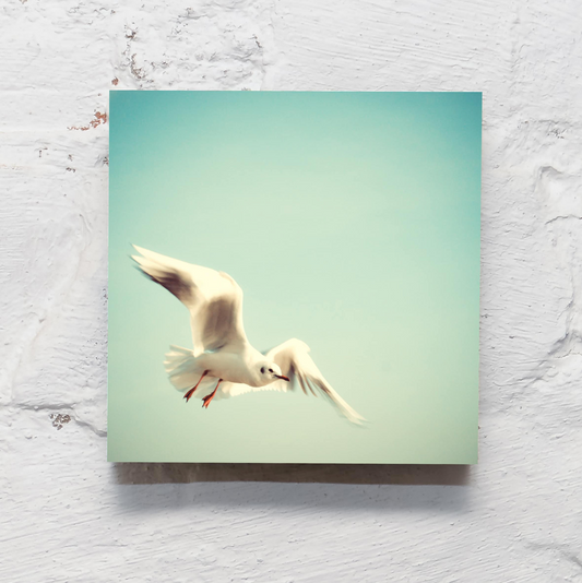 Möwe // kila Photography