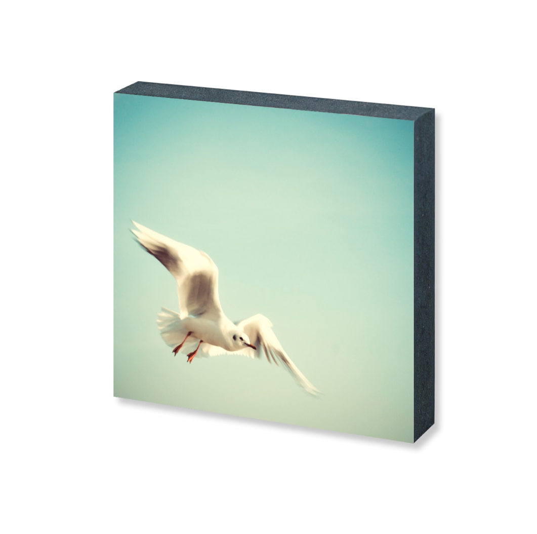 Möwe // kila Photography