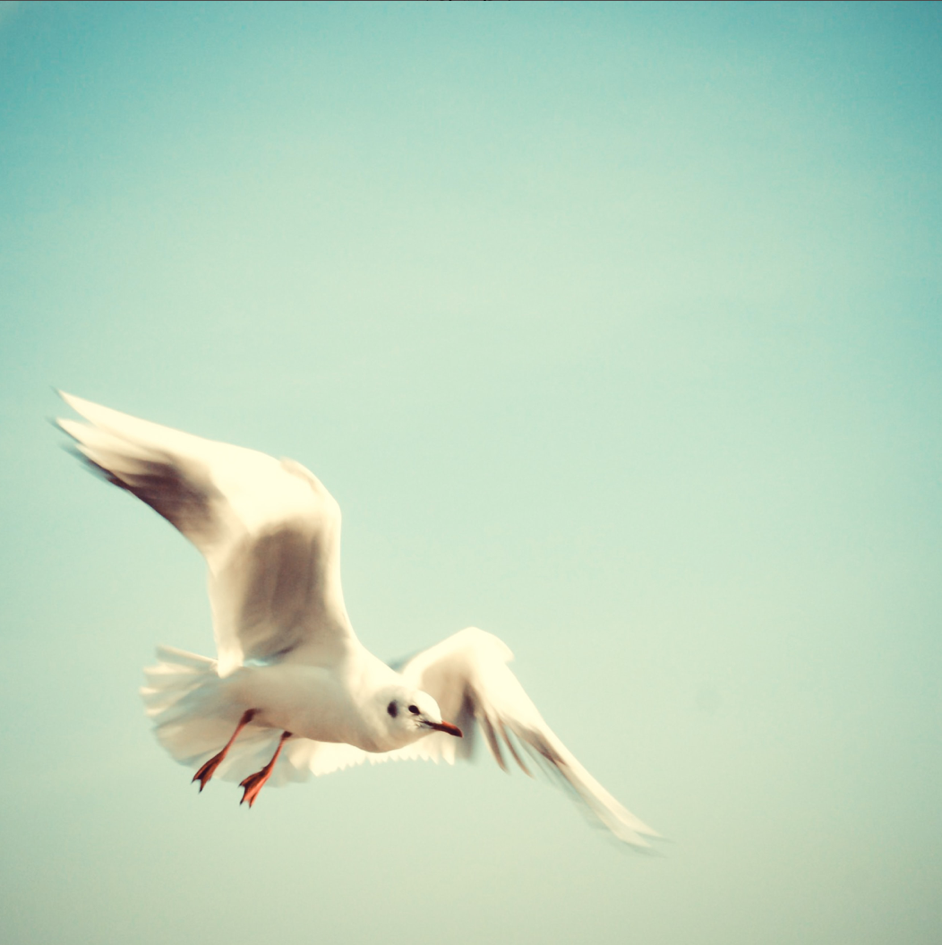 Möwe // kila Photography