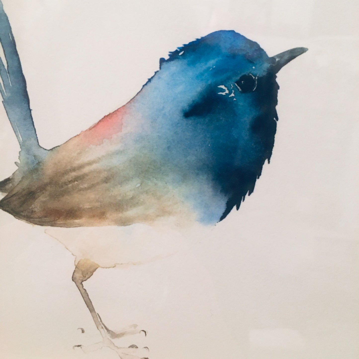 Aquarell Blaumeise // Catherina Türk