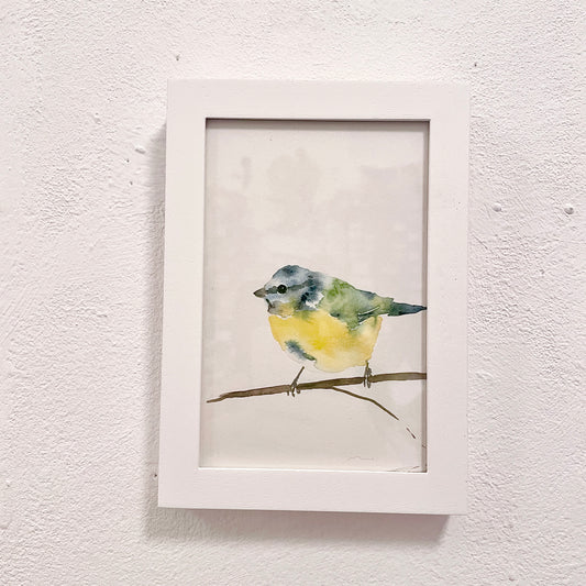 Blaumeise / Aquarell von Catherina Türk