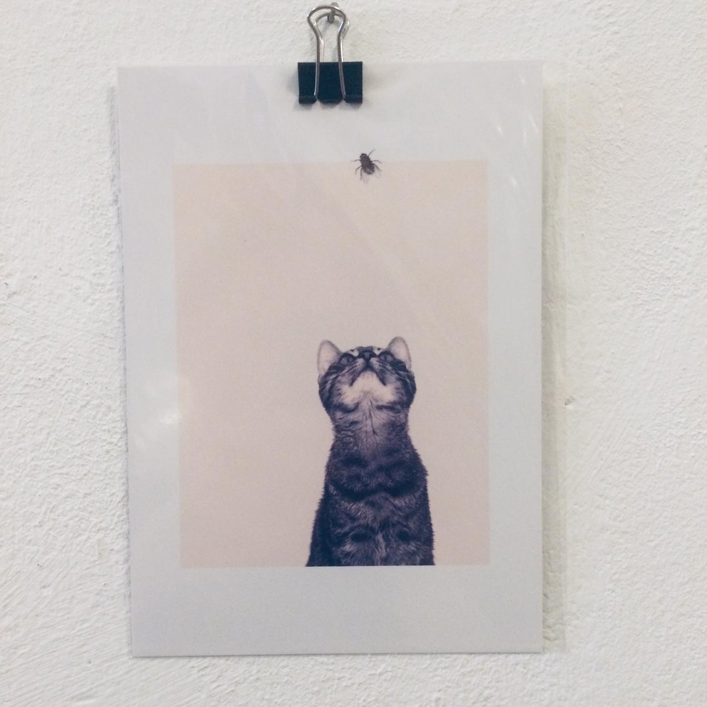 Mini Poster // Cat & Fly